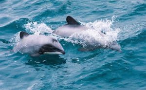 Drones equipados con IA estudian delfines al borde de la